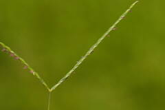 Digitaria mollicoma