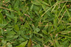 Digitaria mollicoma