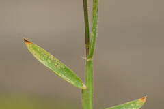 Digitaria mollicoma