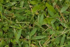 Digitaria mollicoma