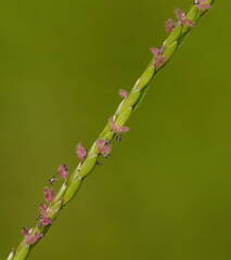 Digitaria mollicoma