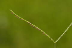 Digitaria mollicoma