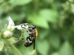 Pterallastes thoracicus