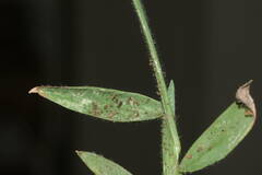Digitaria mollicoma