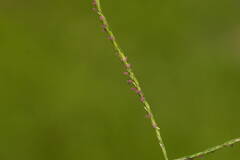 Digitaria mollicoma