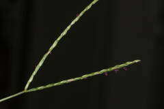 Digitaria mollicoma