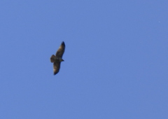 Geranoaetus melanoleucus