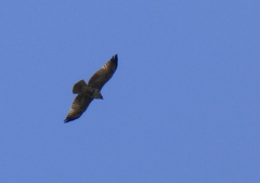 Geranoaetus melanoleucus