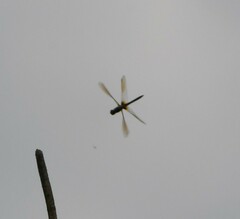 Somatochlora linearis