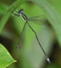Lestes inaequalis