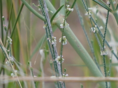 Eriogonum polycladon
