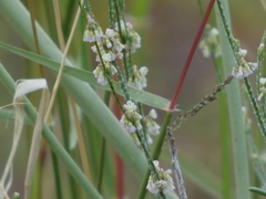 Eriogonum polycladon