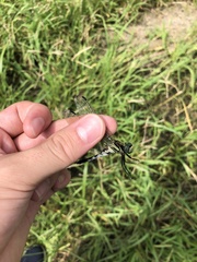Orthetrum albistylum