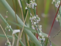 Eriogonum polycladon