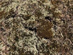 Dicranum condensatum