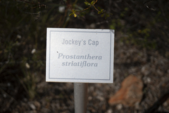 Prostanthera striatiflora