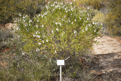 Prostanthera striatiflora