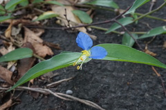 Commelina communis