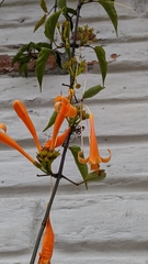 Pyrostegia