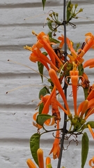 Pyrostegia