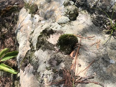 Campylopus tallulensis