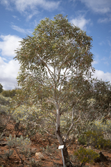 Eucalyptus intertexta