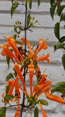 Pyrostegia
