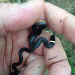 Diadophis punctatus regalis