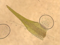 Campylopus tallulensis