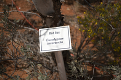 Eucalyptus intertexta