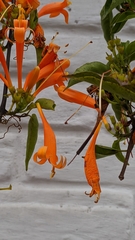 Pyrostegia