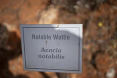 Acacia notabilis