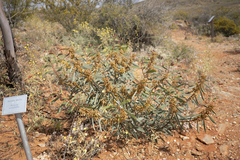 Acacia notabilis
