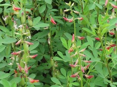 Crotalaria
