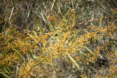 Acacia notabilis