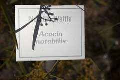 Acacia notabilis