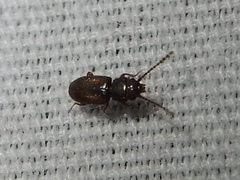 Laemophloeidae