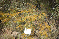 Acacia notabilis