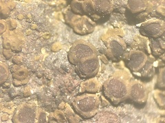 Acarospora oligospora