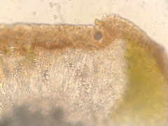 Acarospora oligospora