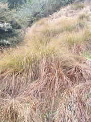Carex secta