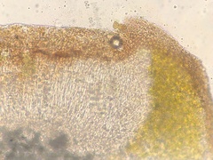 Acarospora oligospora