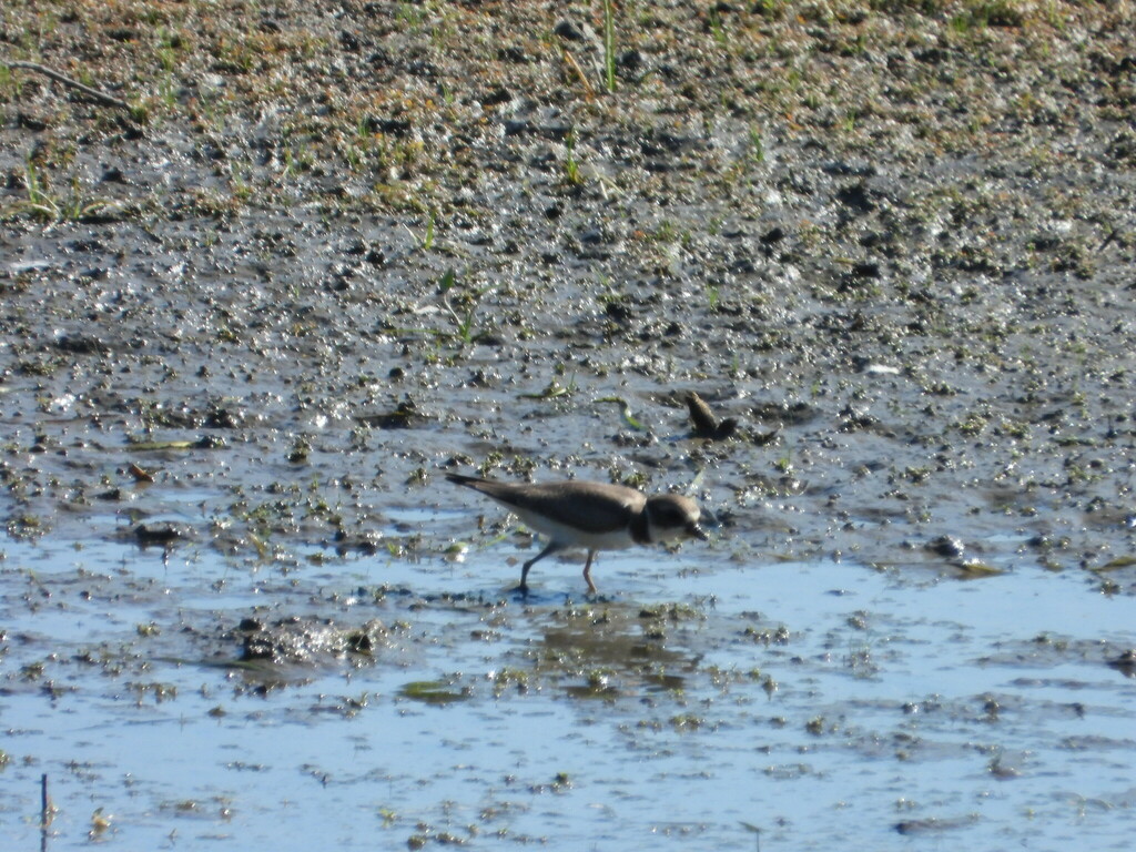 Semipalmated Plover from 2740 Av. 40, Terrebonne, QC J6Y 1H3, Canada on ...
