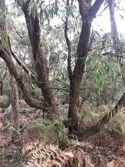 Eucalyptus willisii