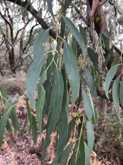 Eucalyptus willisii