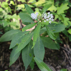 Asclepias perennis