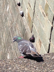 Columba livia domestica