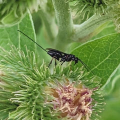 Earinus