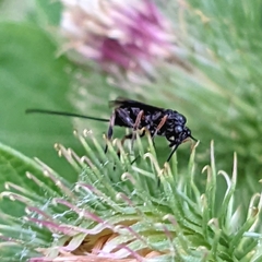 Earinus