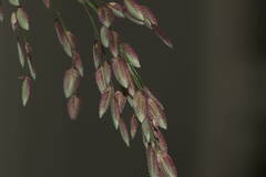 Eragrostis unioloides